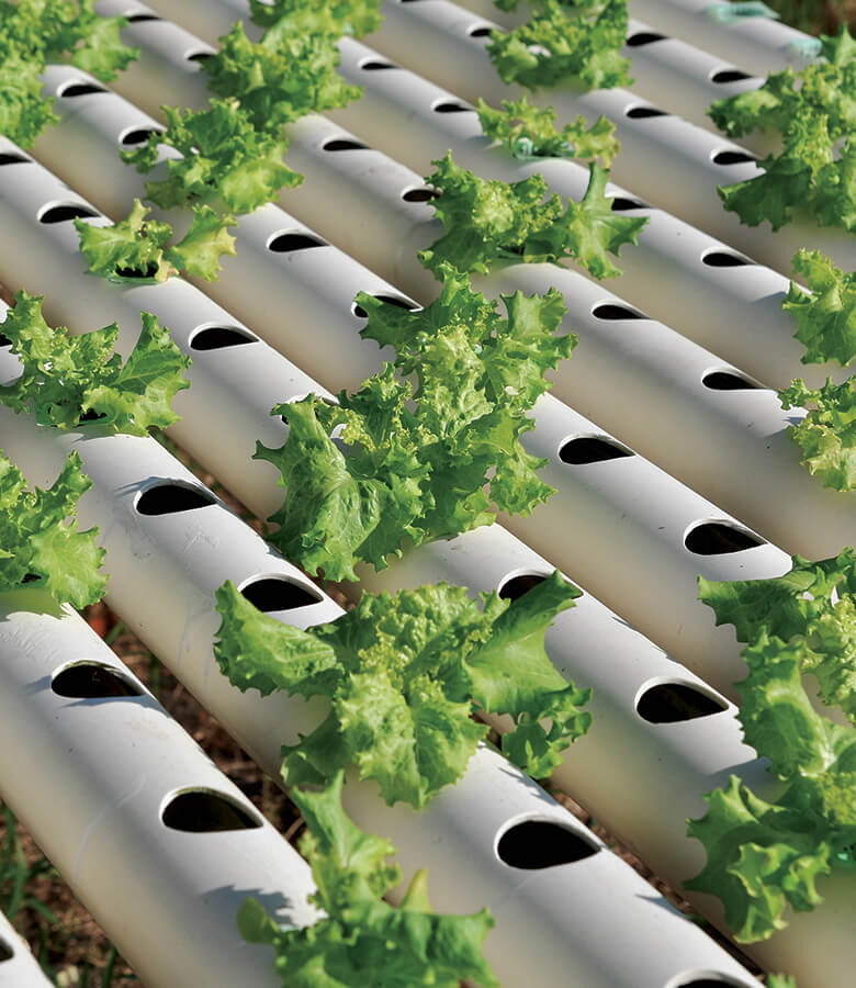 Hydroponic-pvc-pipes-hp